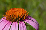 Eastern purple coneflower